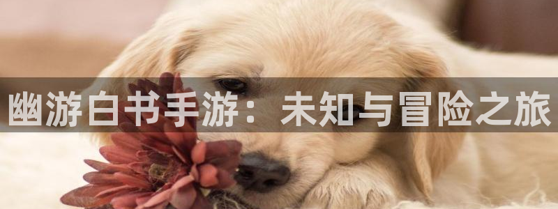 三牛娱乐测速系统：幽游白书手游：未知与冒险之旅